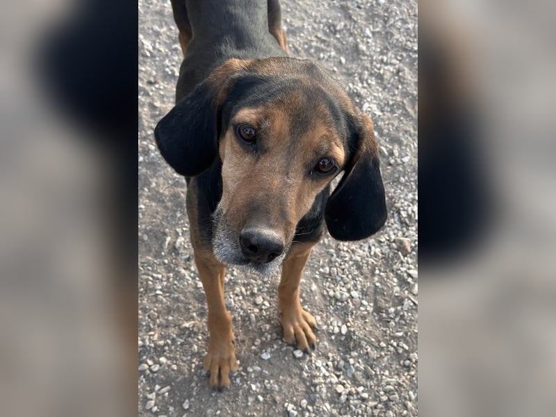 Pancho, geb. ca. 01/2020, lebt in GRIECHENLAND, im städt. Tierheim
