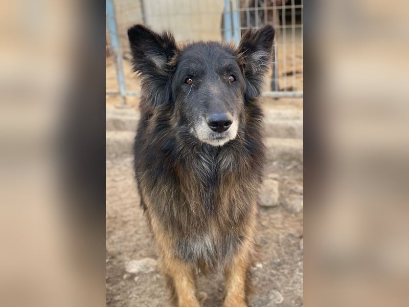 Snorre, geb. ca. 11/2017, lebt in GRIECHENLAND, im städt. Tierheim Serres