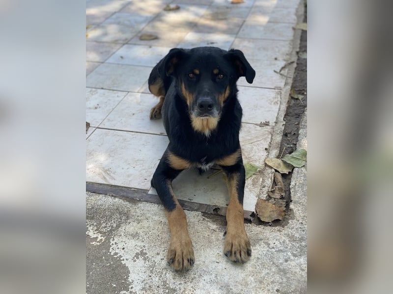 Argos, geb. ca. 05/2019, lebt in GRIECHENLAND, im städt. Tierheim Serres