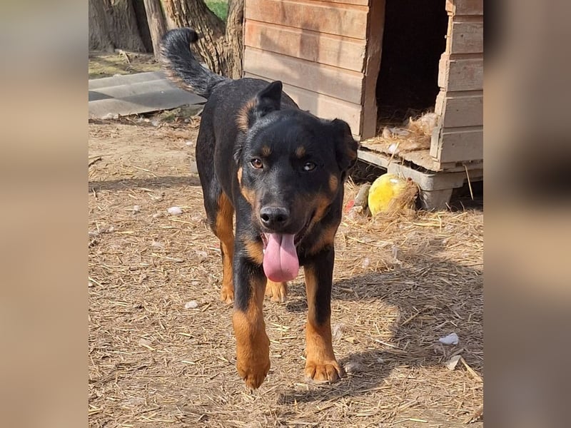 Zalán sucht ein Zuhause