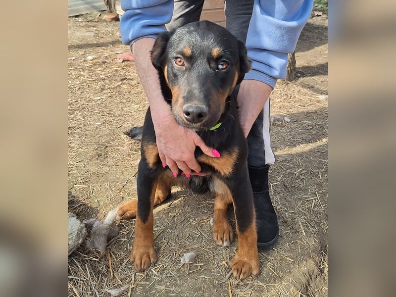 Zalán sucht ein Zuhause
