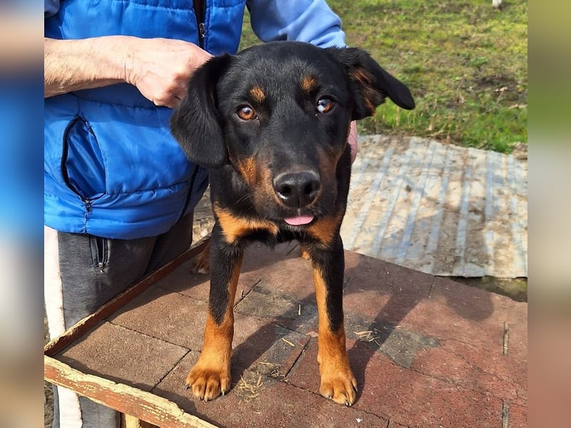 Zalán sucht ein Zuhause