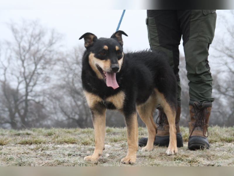 Sportlicher Dony sucht sein Glück in einem liebevollen und aktiven Zuhause !
