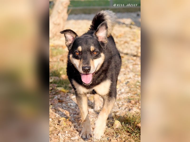 Sportlicher Dony sucht sein Glück in einem liebevollen und aktiven Zuhause !