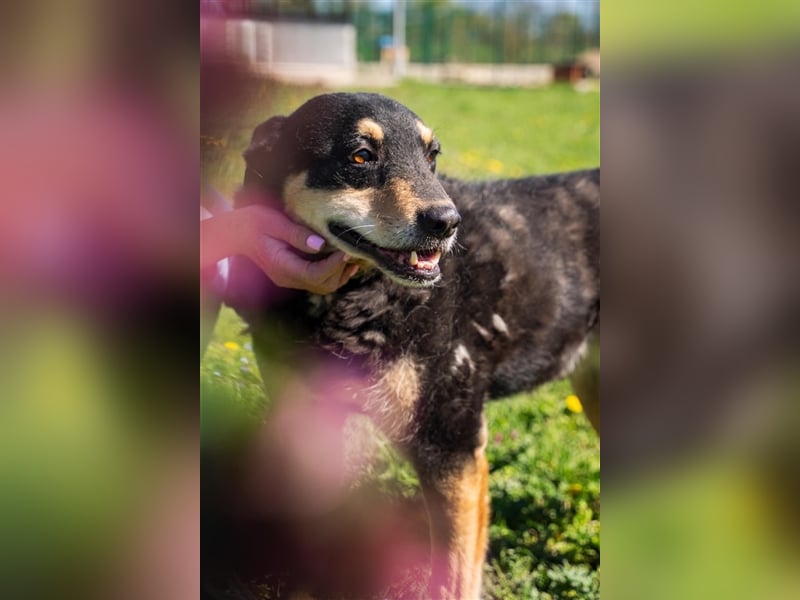 Sportlicher Dony sucht sein Glück in einem liebevollen und aktiven Zuhause !