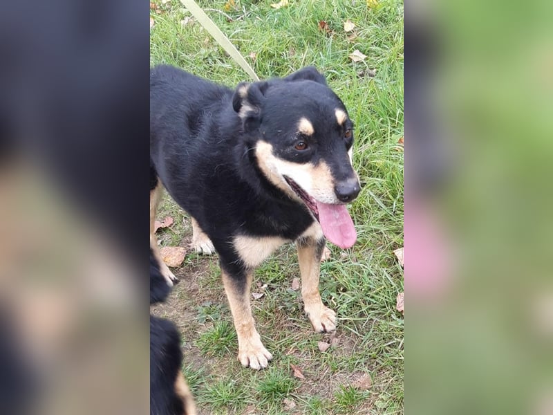 Sportlicher Dony sucht sein Glück in einem liebevollen und aktiven Zuhause !