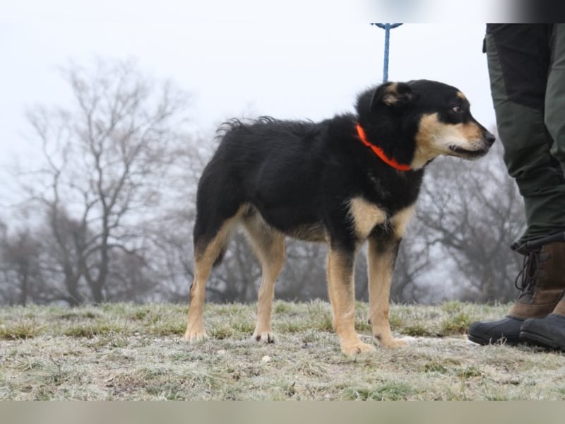 Sportlicher Dony sucht sein Glück in einem liebevollen und aktiven Zuhause !