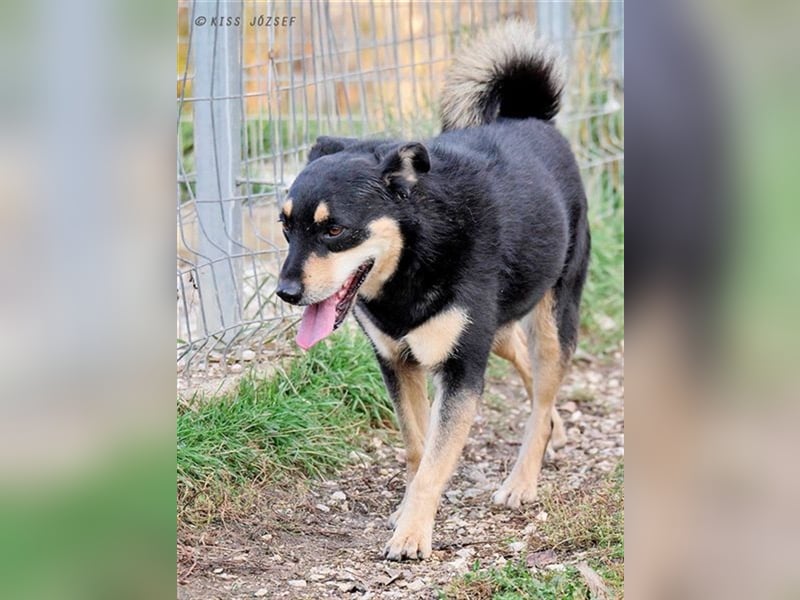 Sportlicher Dony sucht sein Glück in einem liebevollen und aktiven Zuhause !