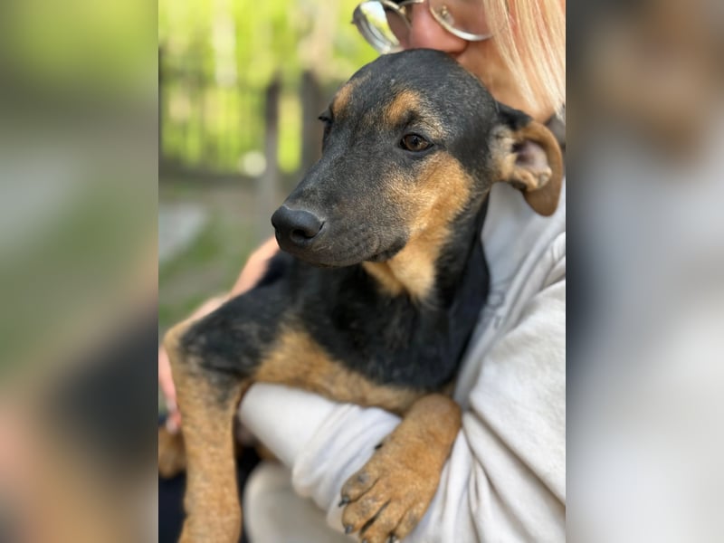 Dobby LM – kleiner Wirbelwind sucht seine Familie