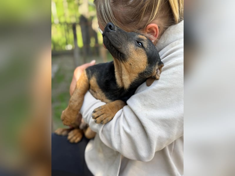 Dobby LM – kleiner Wirbelwind sucht seine Familie