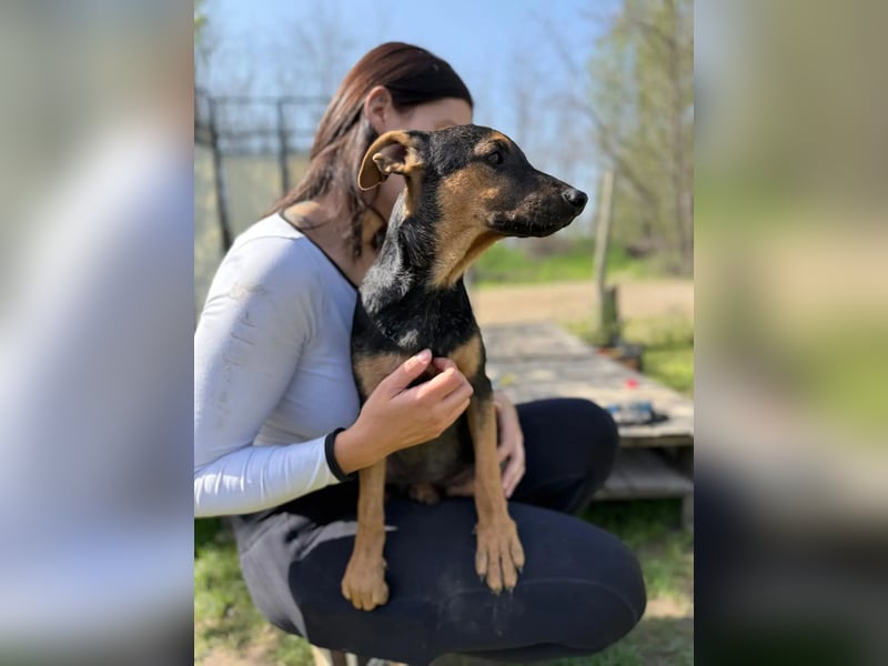 Dobby LM – kleiner Wirbelwind sucht seine Familie