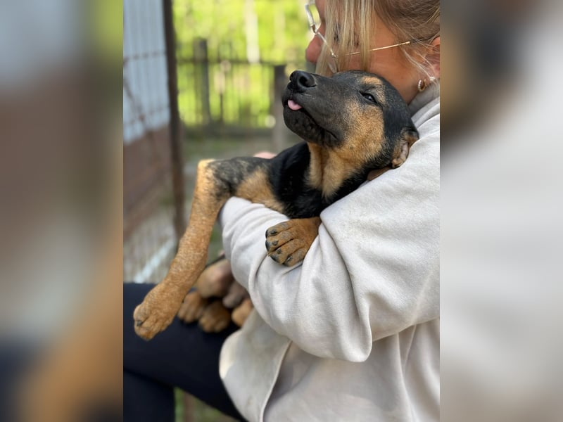 Dobby LM – kleiner Wirbelwind sucht seine Familie