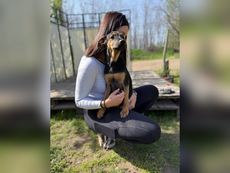 Dobby LM – kleiner Wirbelwind sucht seine Familie