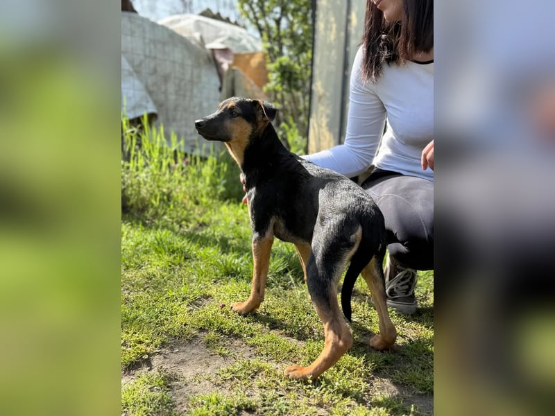 Dobby LM – kleiner Wirbelwind sucht seine Familie
