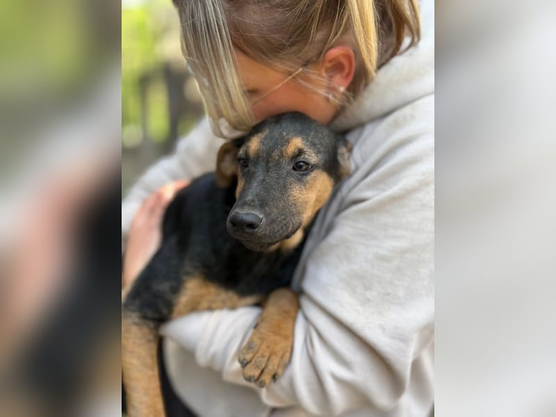 Dobby LM – kleiner Wirbelwind sucht seine Familie