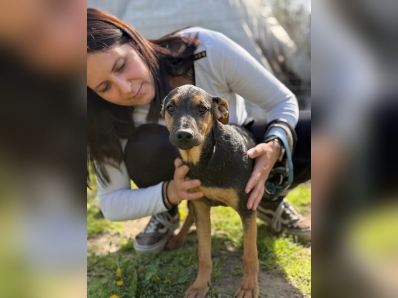 Dobby LM – kleiner Wirbelwind sucht seine Familie