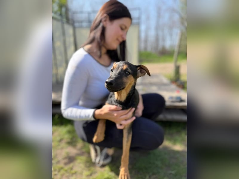Dobby LM – kleiner Wirbelwind sucht seine Familie