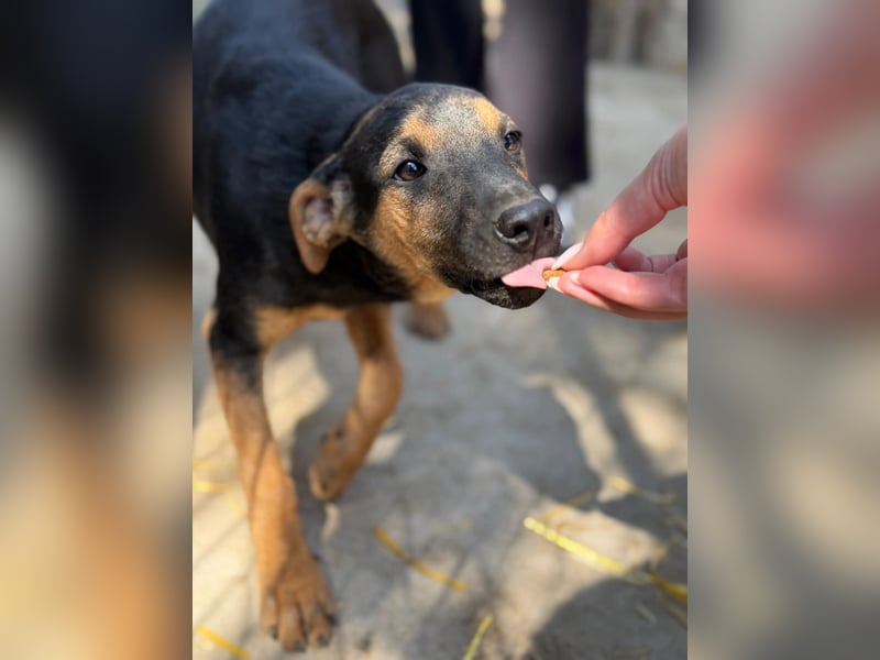 Dobby LM – kleiner Wirbelwind sucht seine Familie