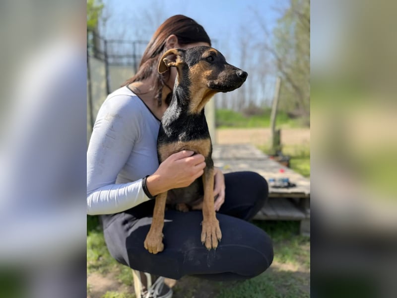 Dobby LM – kleiner Wirbelwind sucht seine Familie