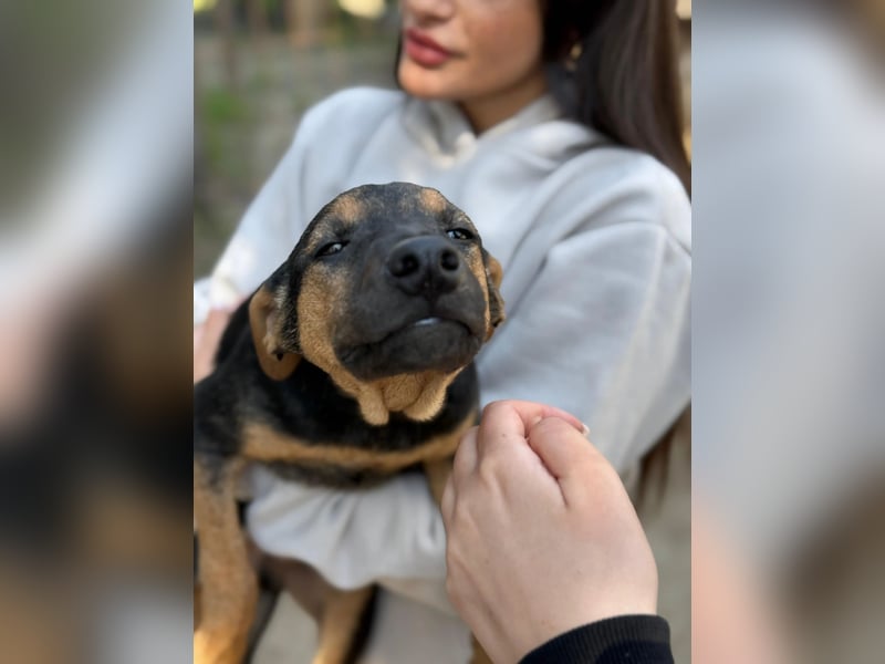 Dobby LM – kleiner Wirbelwind sucht seine Familie