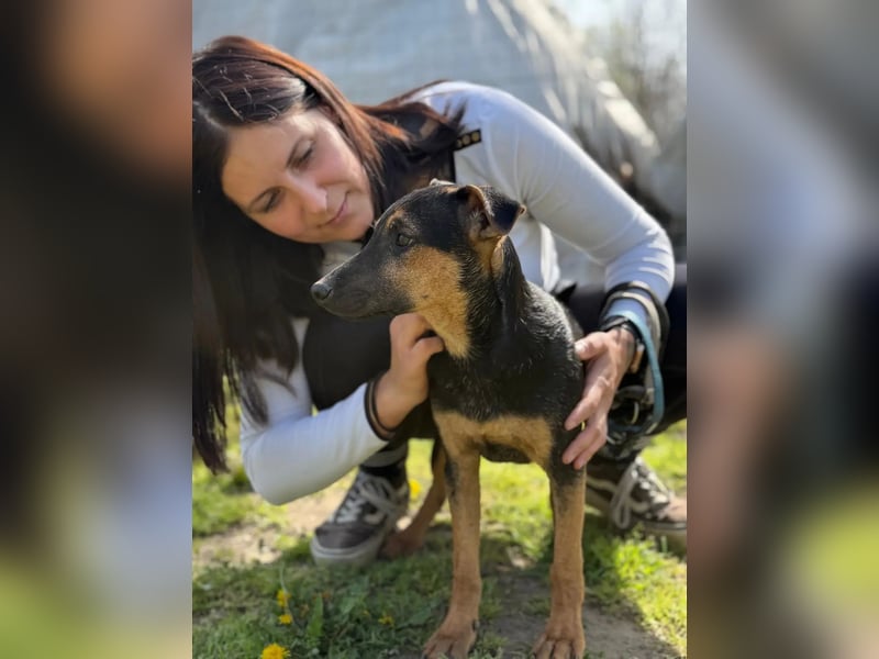 Dobby LM – kleiner Wirbelwind sucht seine Familie