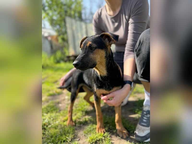 Dobby LM – kleiner Wirbelwind sucht seine Familie