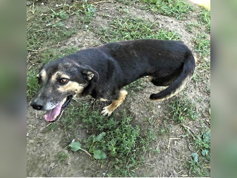 Tom - ein grandioser und super freundlicher Schäfi Mix Bube