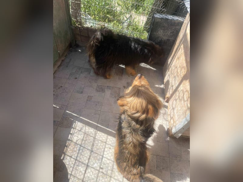 Fluffy Fellkugel Jack – sucht ein Zuhause für immer