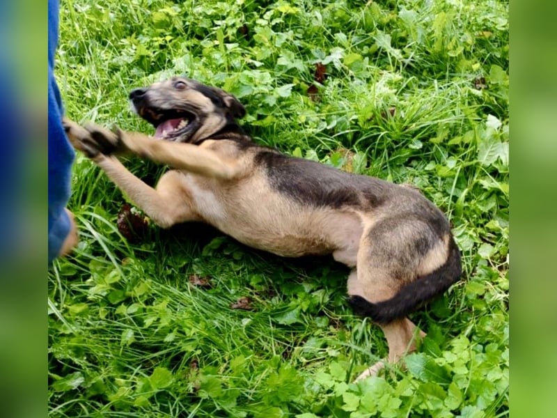 Tom - ein grandioser und super freundlicher Schäfi Mix Bube