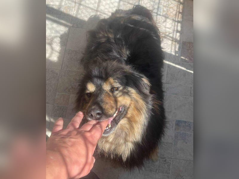 Fluffy Fellkugel Jack – sucht ein Zuhause für immer