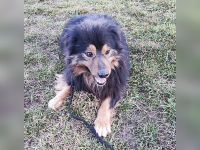 Fluffy Fellkugel Jack – sucht ein Zuhause für immer