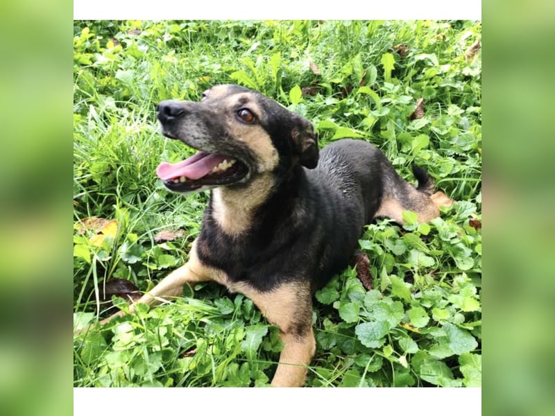 Tom - ein grandioser und super freundlicher Schäfi Mix Bube