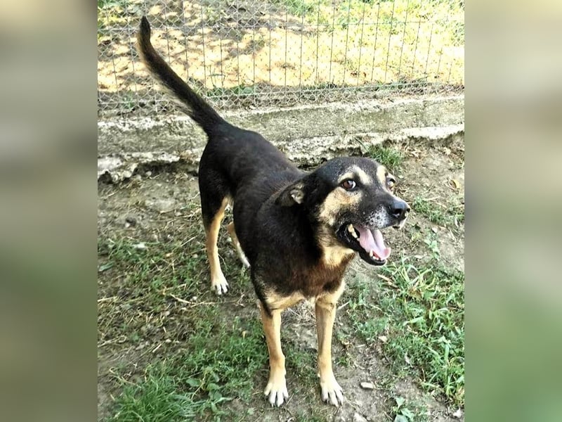 Tom - ein grandioser und super freundlicher Schäfi Mix Bube