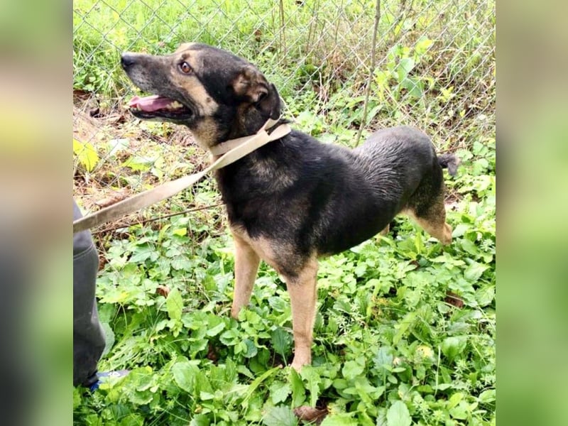 Tom - ein grandioser und super freundlicher Schäfi Mix Bube