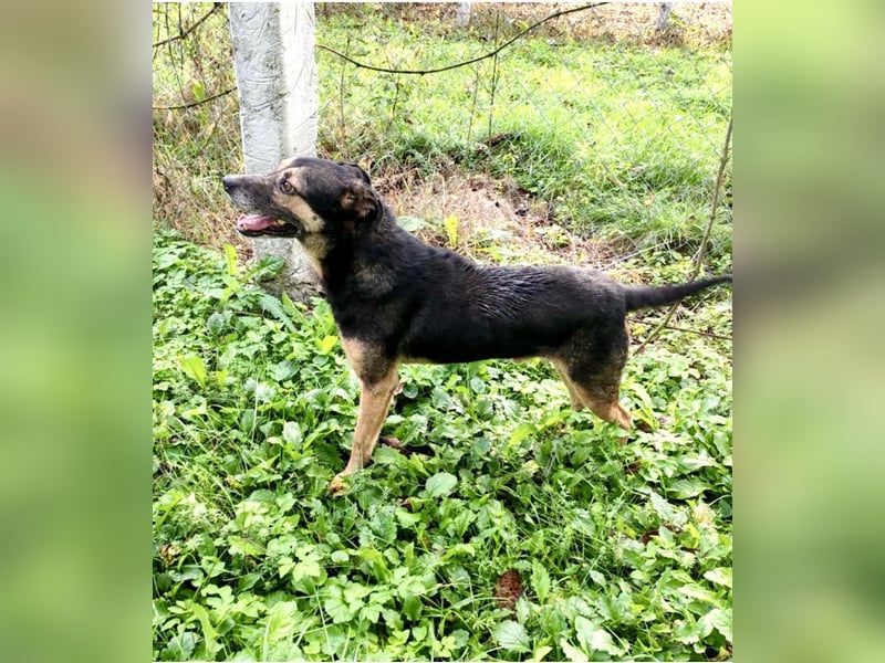 Tom - ein grandioser und super freundlicher Schäfi Mix Bube