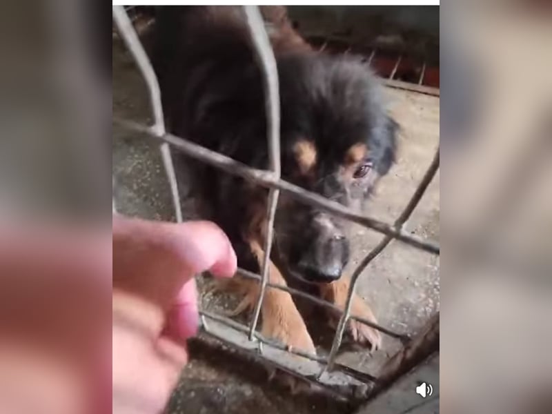 Fluffy Fellkugel Jack – sucht ein Zuhause für immer