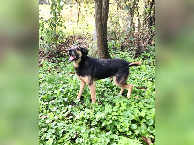 Tom - ein grandioser und super freundlicher Schäfi Mix Bube