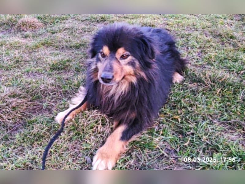 Fluffy Fellkugel Jack – sucht ein Zuhause für immer