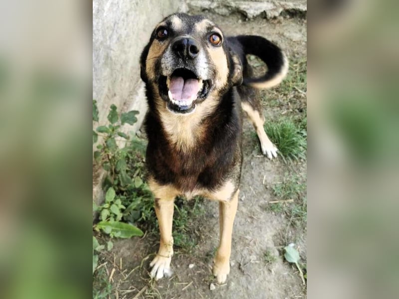 Tom - ein grandioser und super freundlicher Schäfi Mix Bube