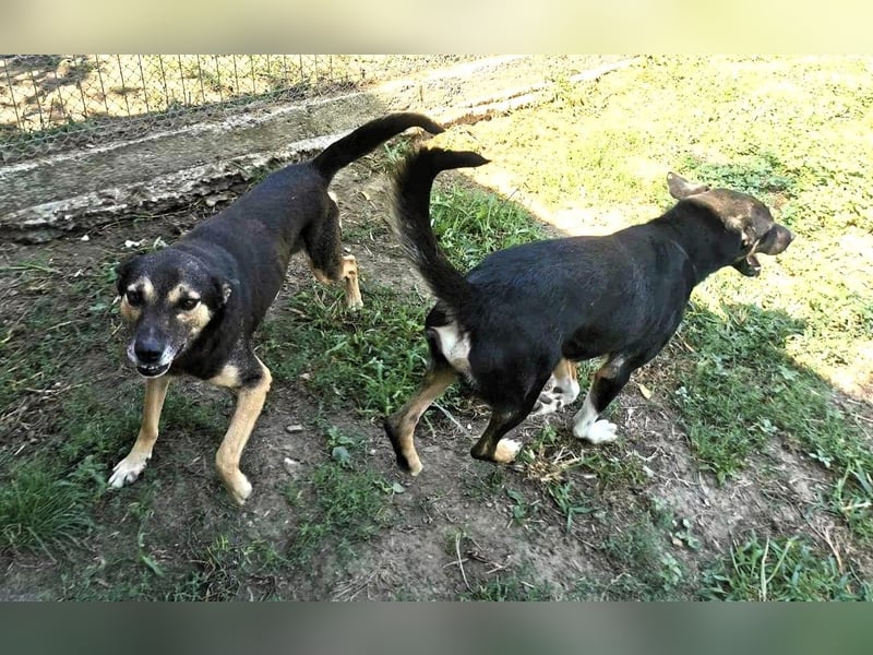Tom - ein grandioser und super freundlicher Schäfi Mix Bube