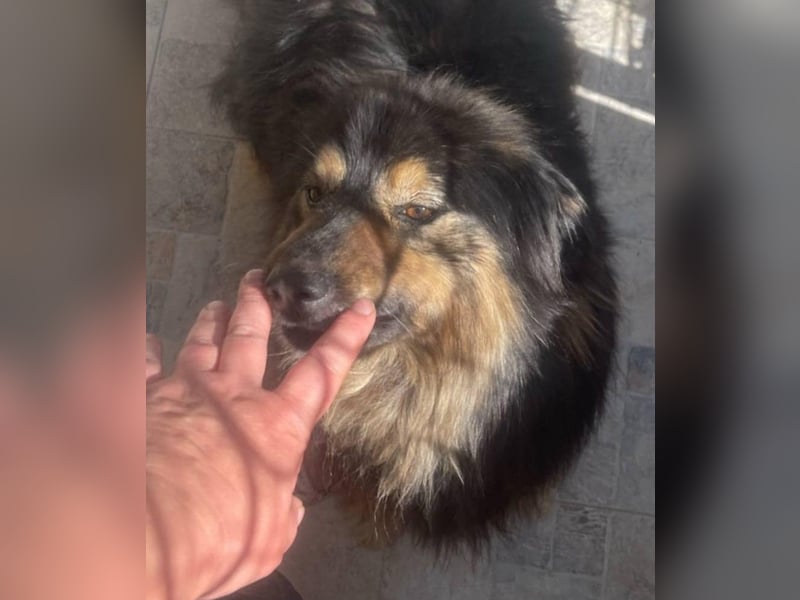 Fluffy Fellkugel Jack – sucht ein Zuhause für immer
