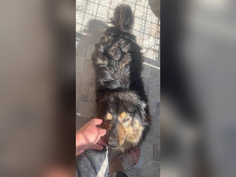 Fluffy Fellkugel Jack – sucht ein Zuhause für immer