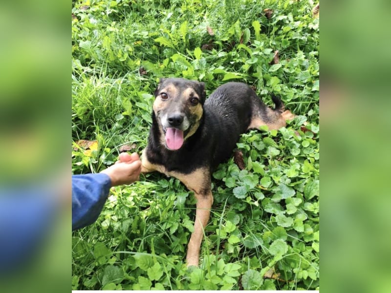 Tom - ein grandioser und super freundlicher Schäfi Mix Bube