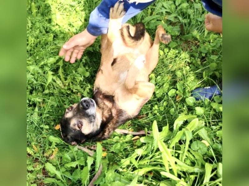 Tom - ein grandioser und super freundlicher Schäfi Mix Bube