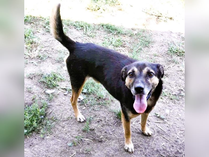 Tom - ein grandioser und super freundlicher Schäfi Mix Bube