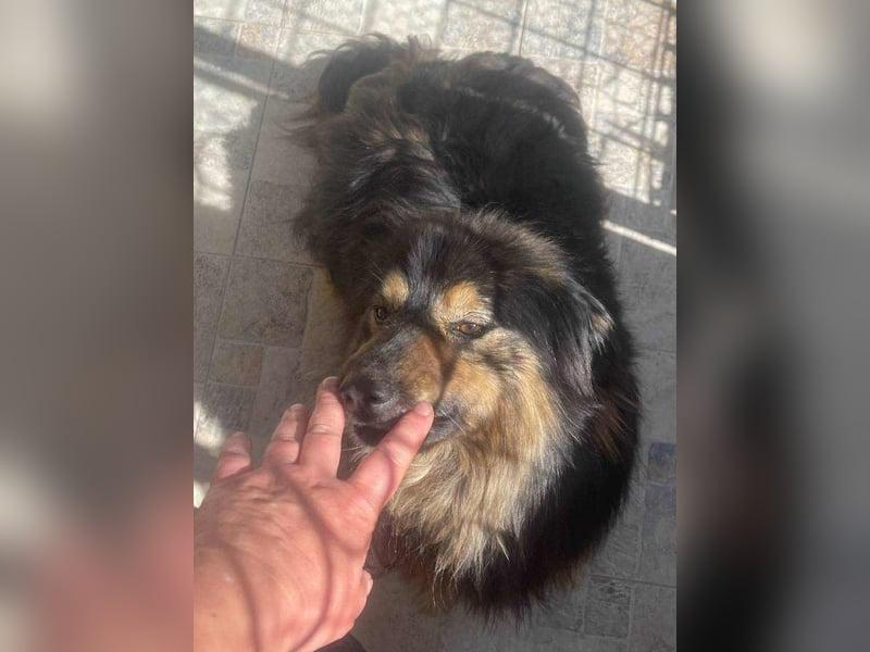 Fluffy Fellkugel Jack – sucht ein Zuhause für immer