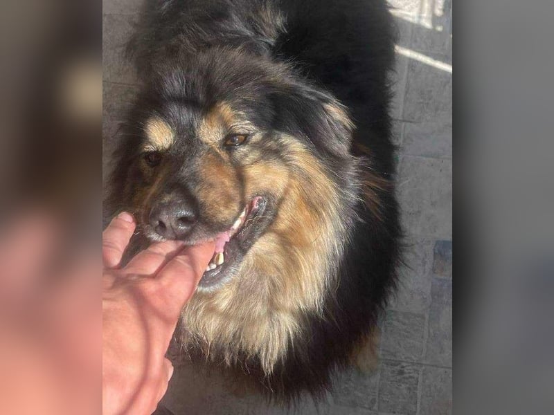 Fluffy Fellkugel Jack – sucht ein Zuhause für immer