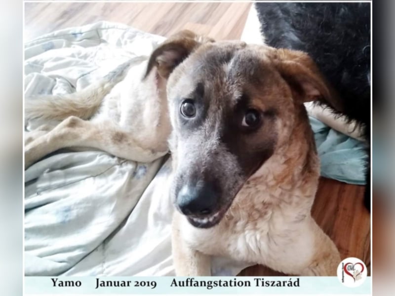 Yamo