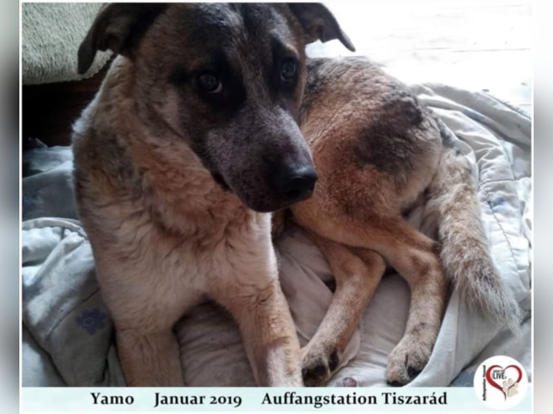 Yamo