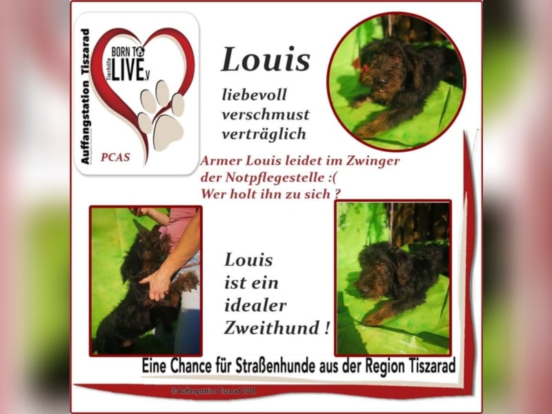 Louis